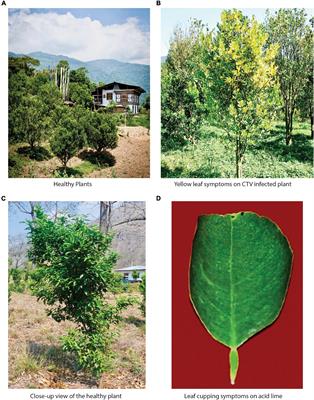 A Comprehensive Analysis of Citrus Tristeza Variants of Bhutan and Across the World